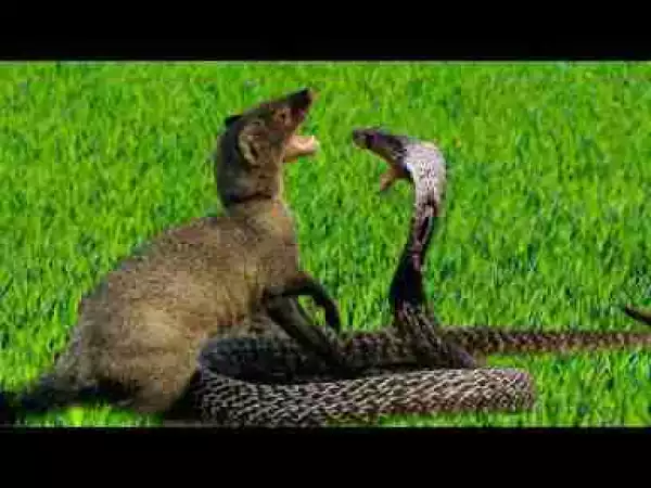 Video: Mongoose Vs Cobra Snake Attack - Compilation including Mongoose, Honey Badger, Leopard Eagle vs Snake